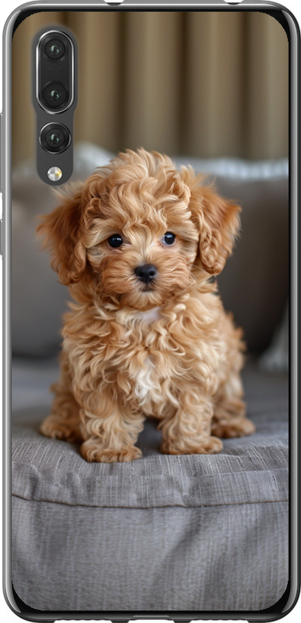 Mini-maltipoo