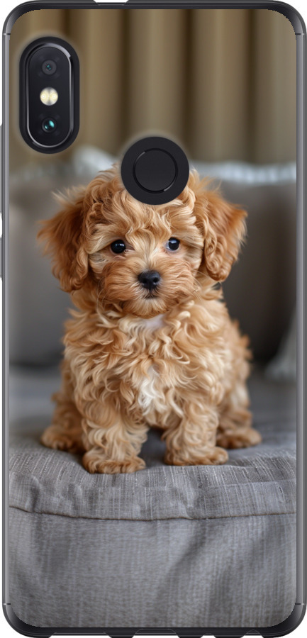 Mini-maltipoo