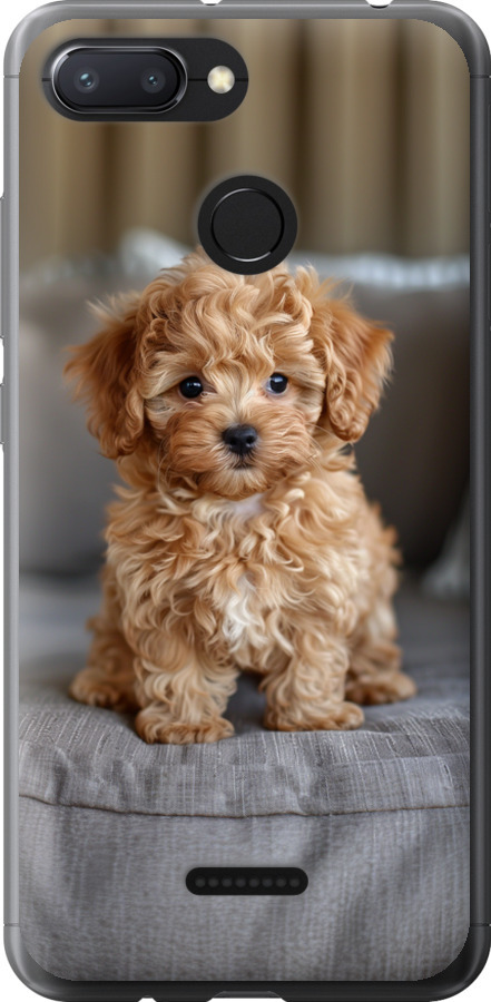 Mini-maltipoo
