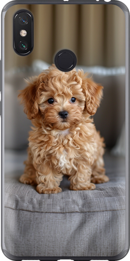 Mini-maltipoo