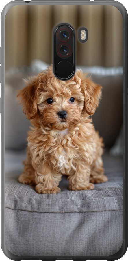 Mini-maltipoo