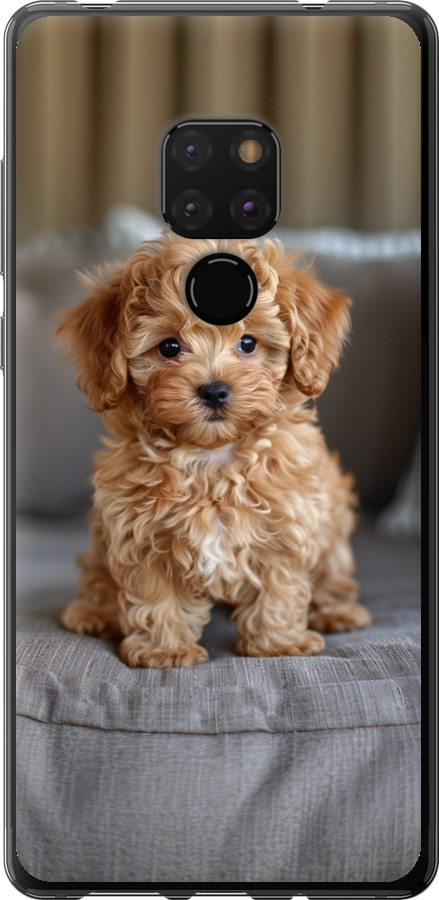 Mini-maltipoo