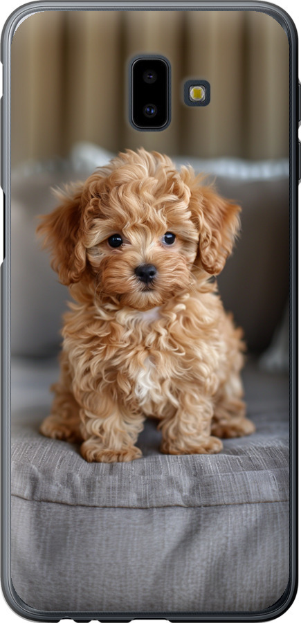 Mini-maltipoo