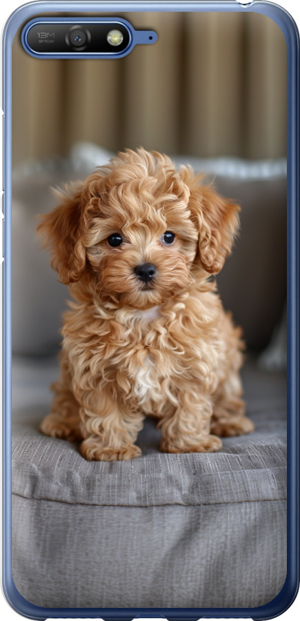 Mini-maltipoo