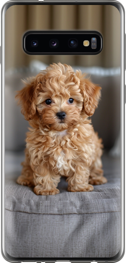 Mini-maltipoo