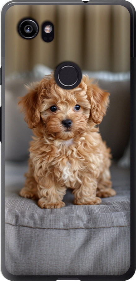 Mini-maltipoo