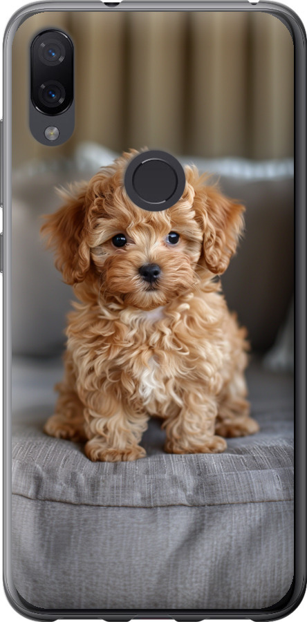 Mini-maltipoo