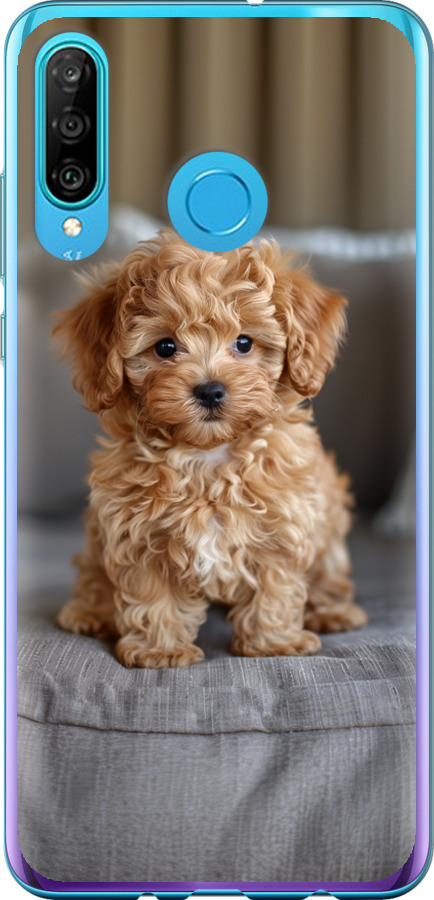 Mini-maltipoo