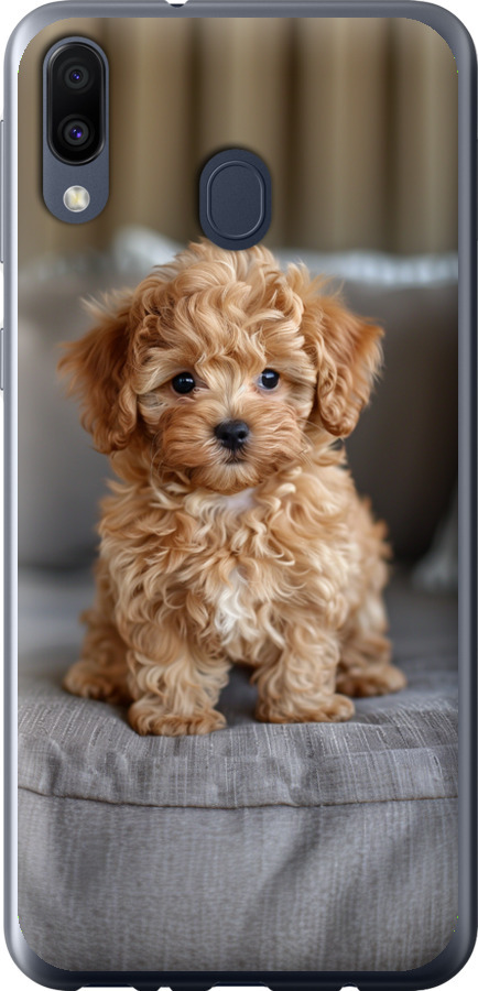 Mini-maltipoo
