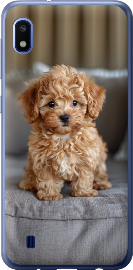 Mini-maltipoo