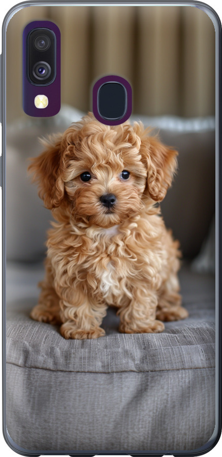 Mini-maltipoo