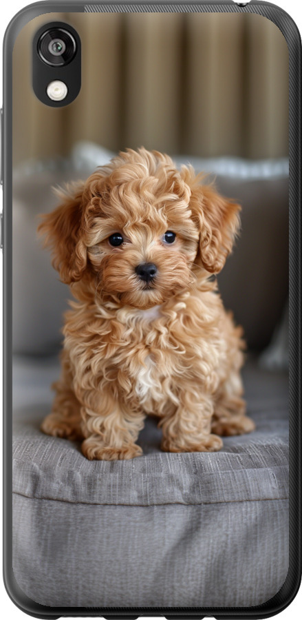 Mini-maltipoo
