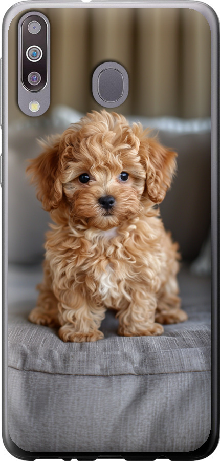 Mini-maltipoo