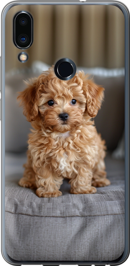 Mini-maltipoo