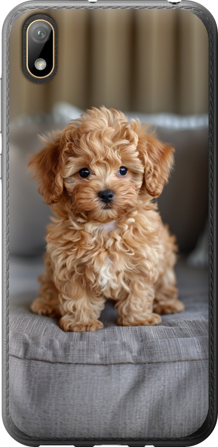Mini-maltipoo