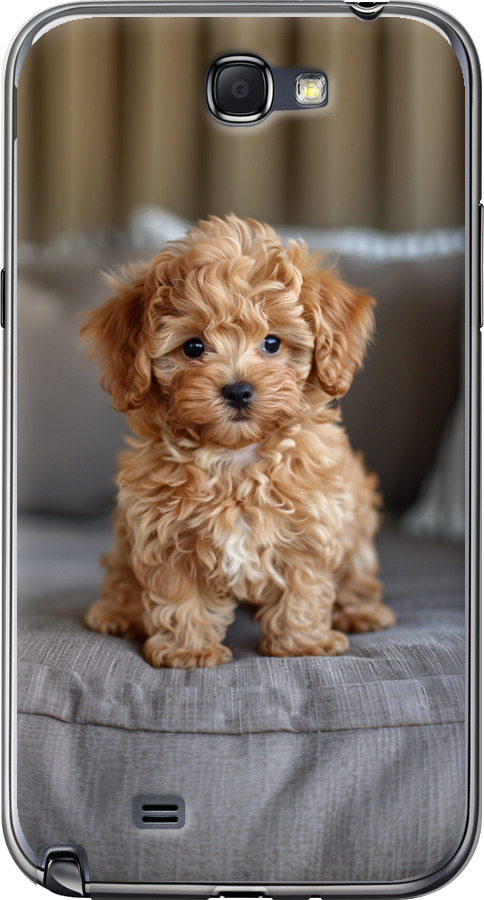 Mini-maltipoo