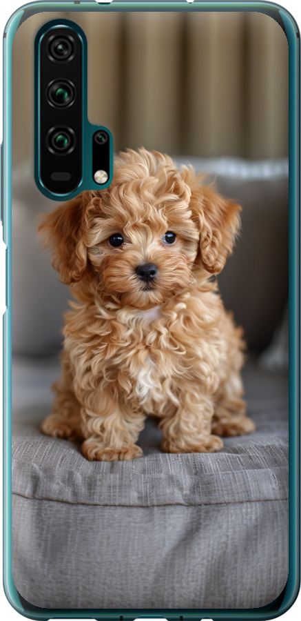 Mini-maltipoo