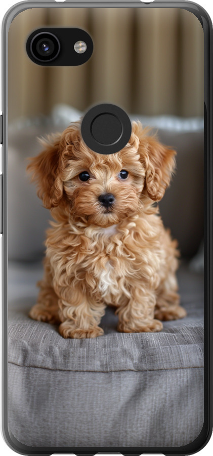 Mini-maltipoo