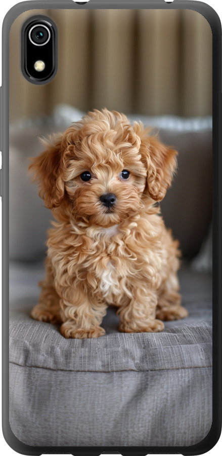 Mini-maltipoo
