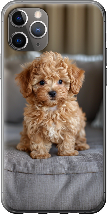 Mini-maltipoo