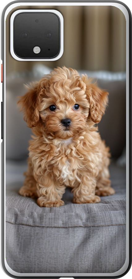 Mini-maltipoo