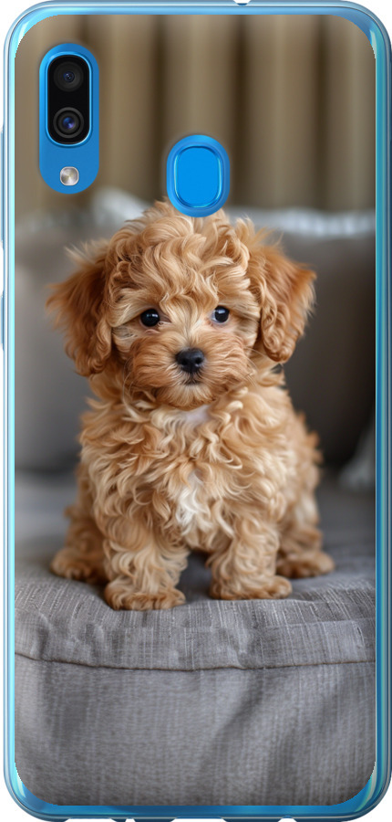 Mini-maltipoo
