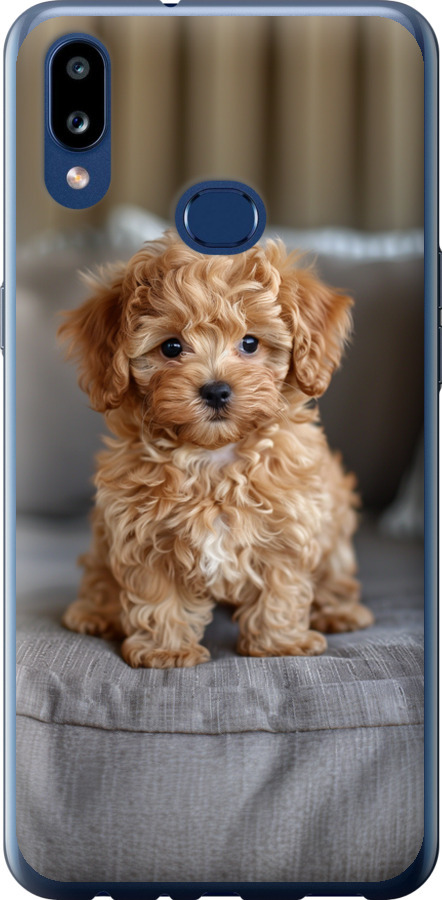 Mini-maltipoo