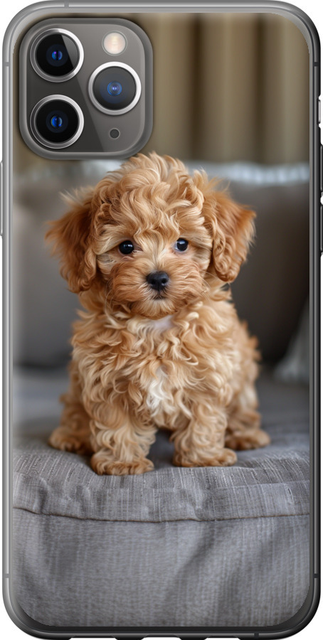 Mini-maltipoo
