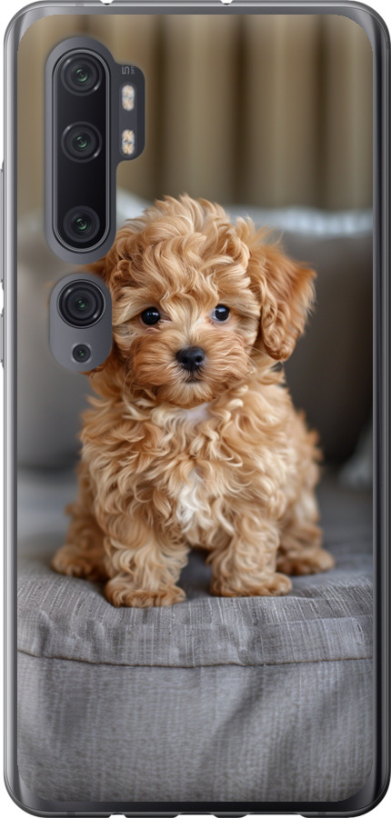 Mini-maltipoo