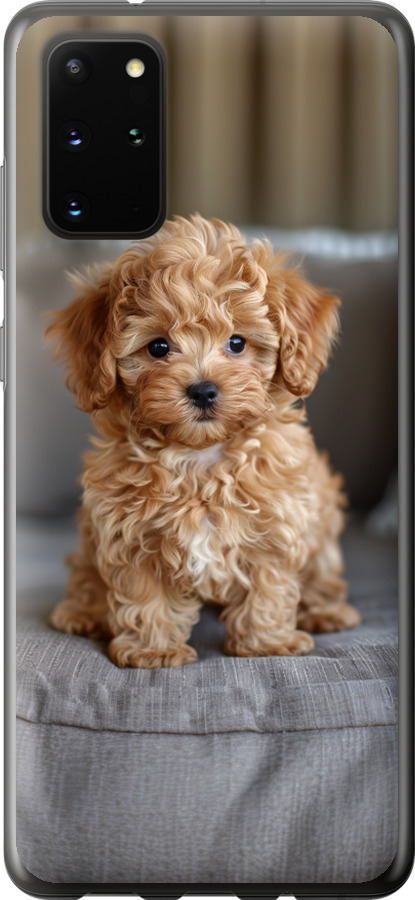Mini-maltipoo