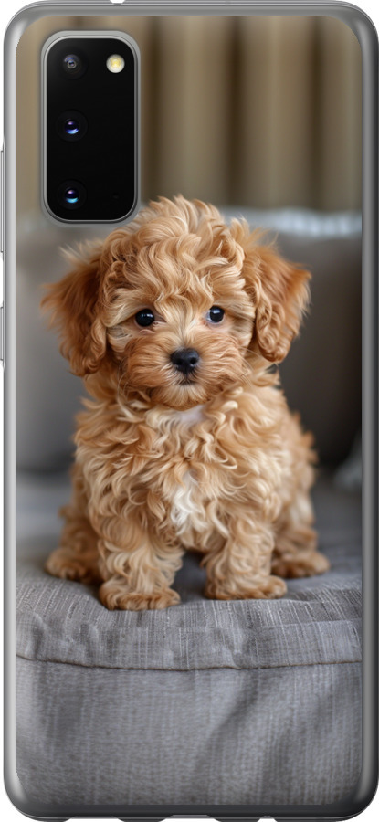 Mini-maltipoo