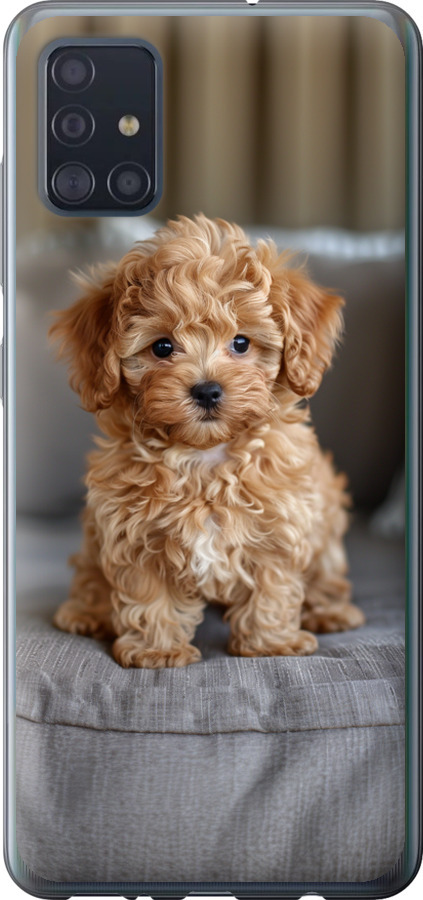Mini-maltipoo
