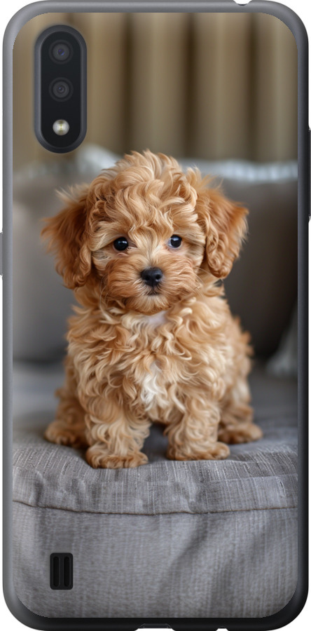 Mini-maltipoo