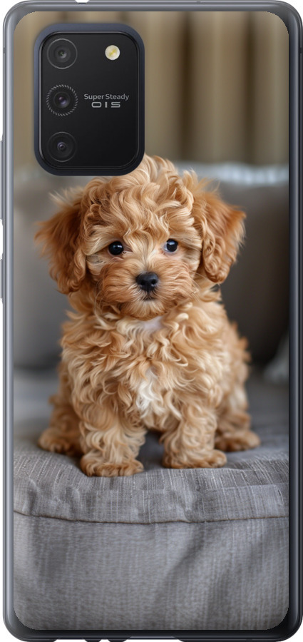 Mini-maltipoo