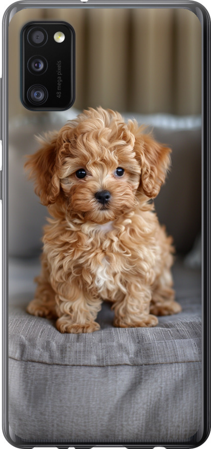 Mini-maltipoo