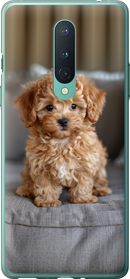 Mini-maltipoo
