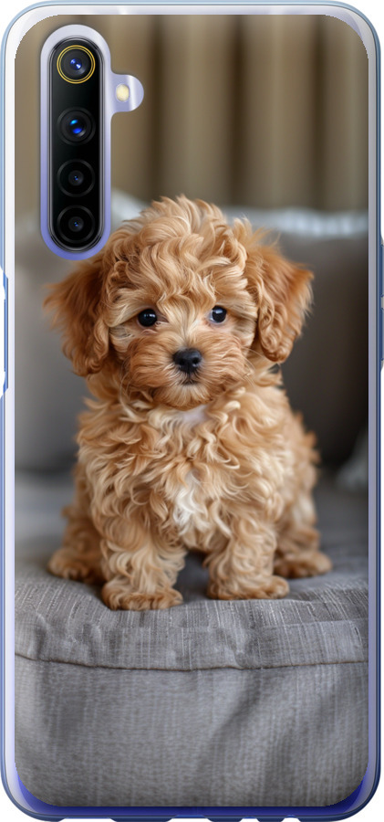 Mini-maltipoo