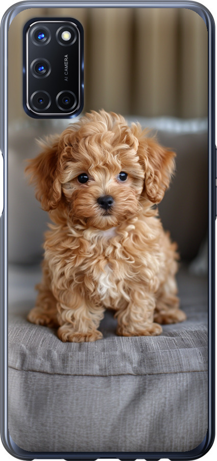 Mini-maltipoo