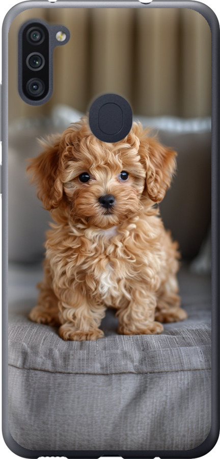 Mini-maltipoo
