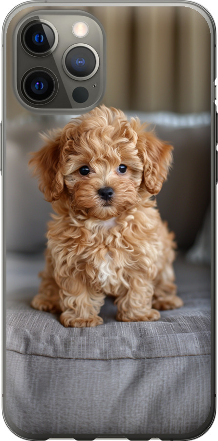 Mini-maltipoo