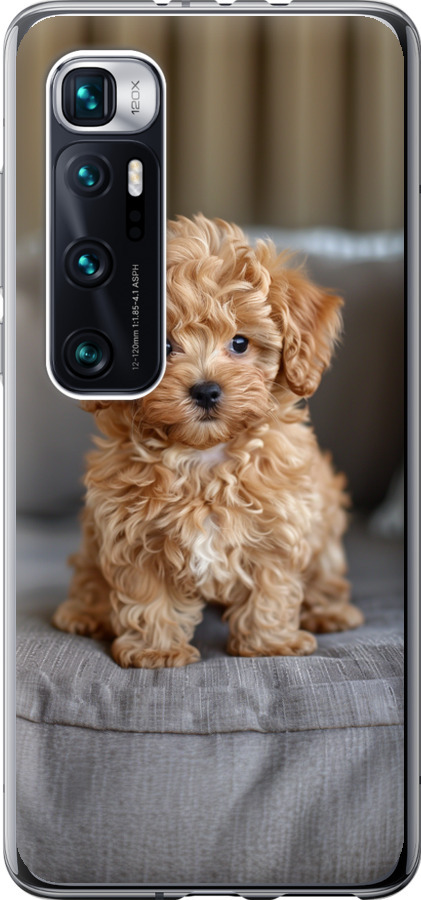 Mini-maltipoo