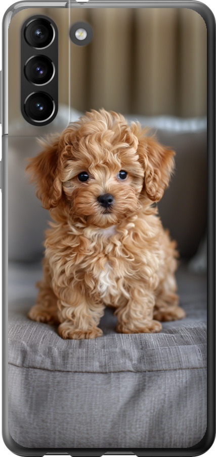 Mini-maltipoo