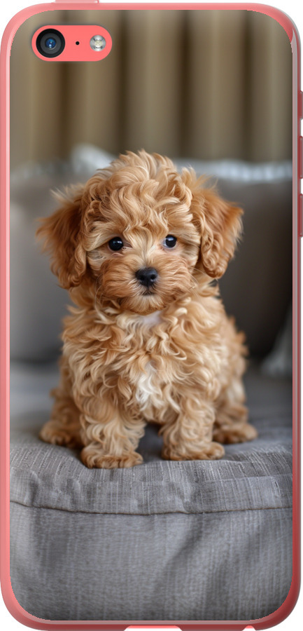 Mini-maltipoo