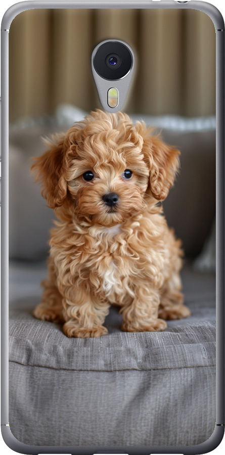 Mini-maltipoo