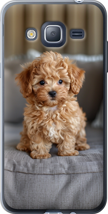 Mini-maltipoo