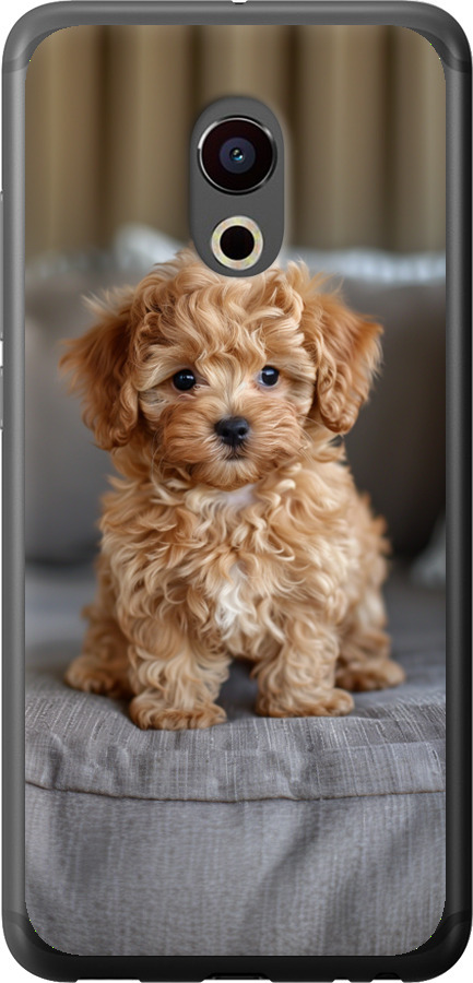 Mini-maltipoo