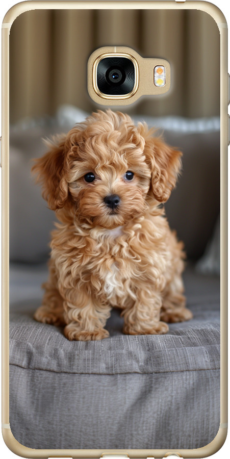 Mini-maltipoo
