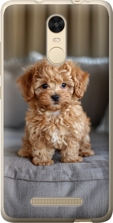 Mini-maltipoo