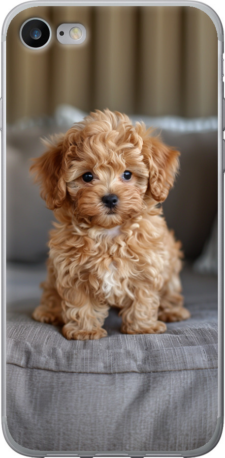 Mini-maltipoo