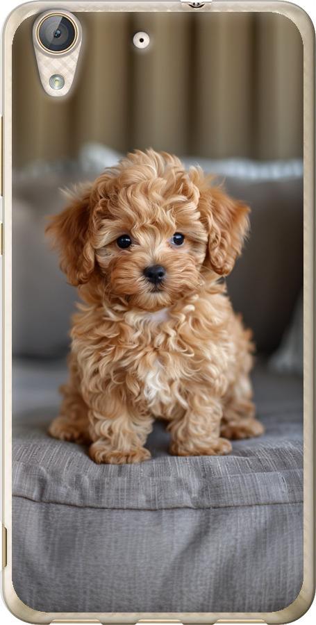 Mini-maltipoo